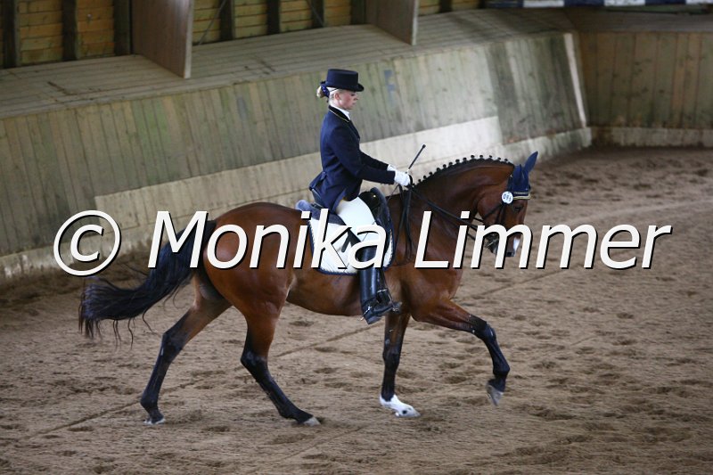 006M5378_Dressurpferde L.JPG